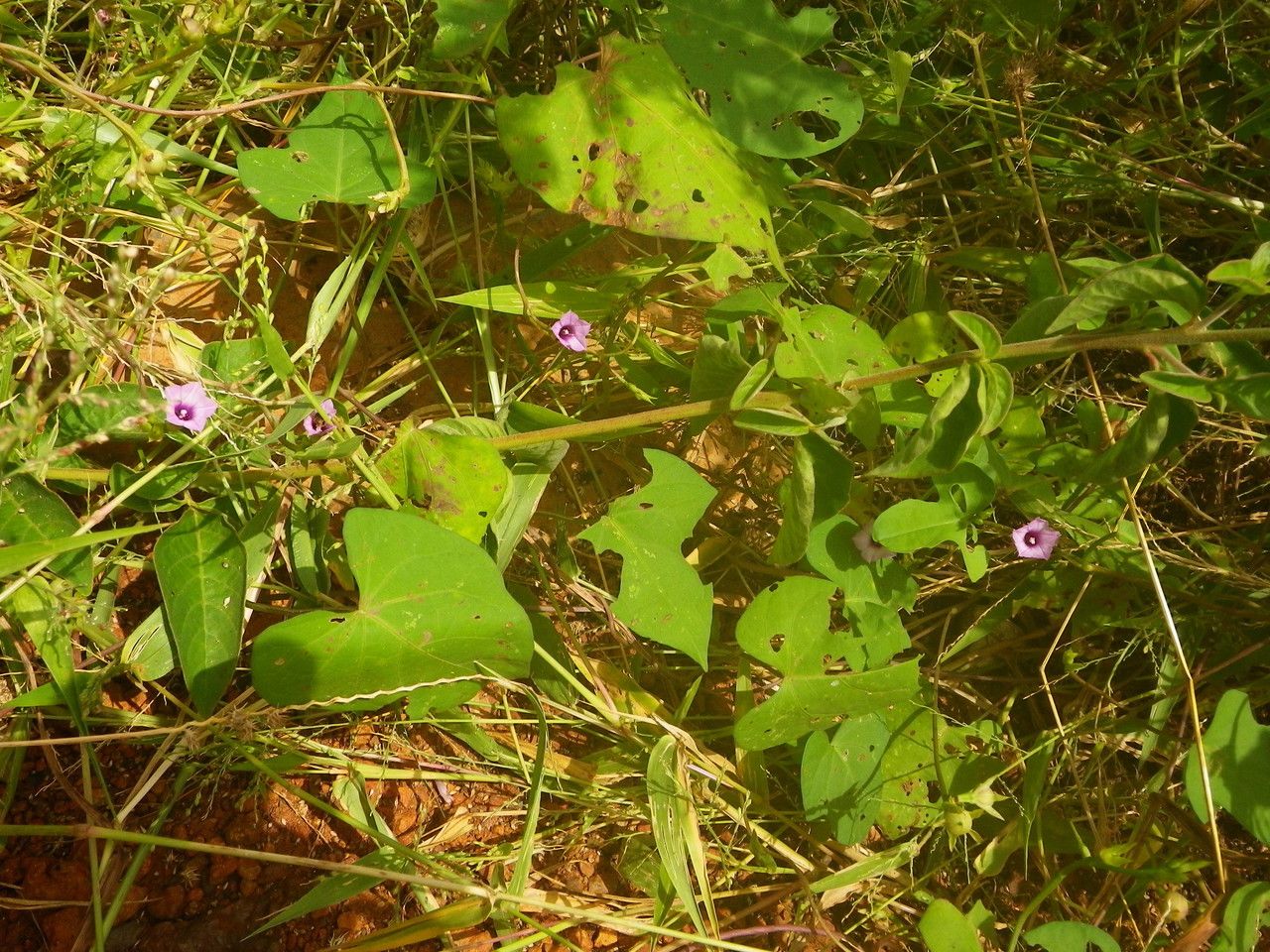 Ipomoea heterotricha habit