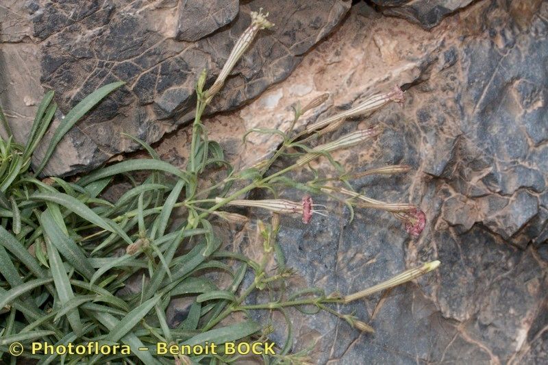 Silene dyris — houseplant care guide