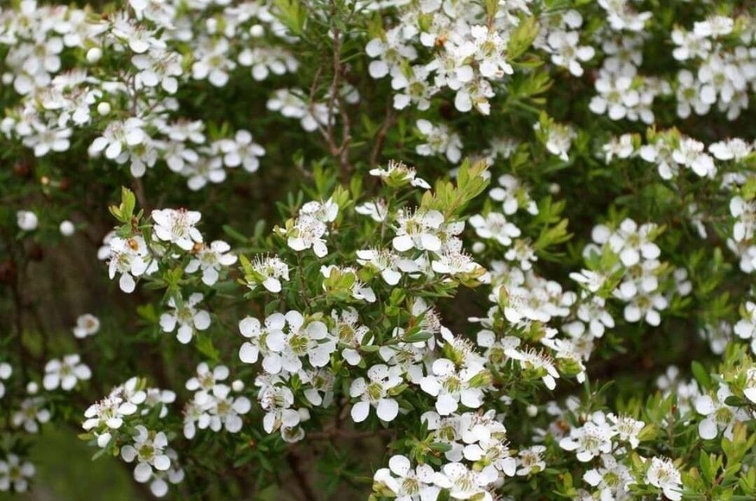 Leptospermum continentale flower