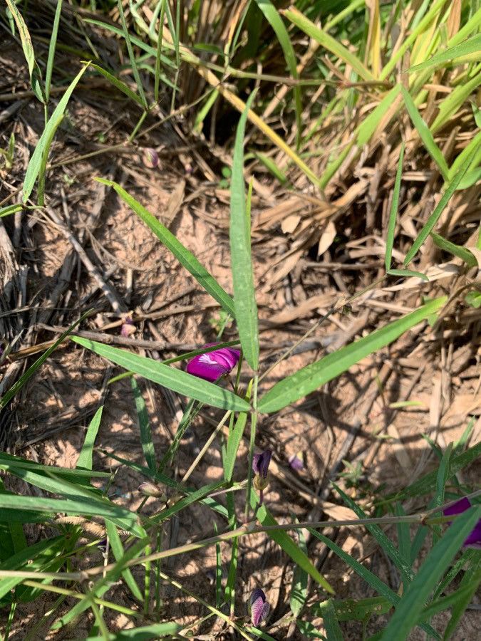 Centrosema pascuorum — related species from the same genus