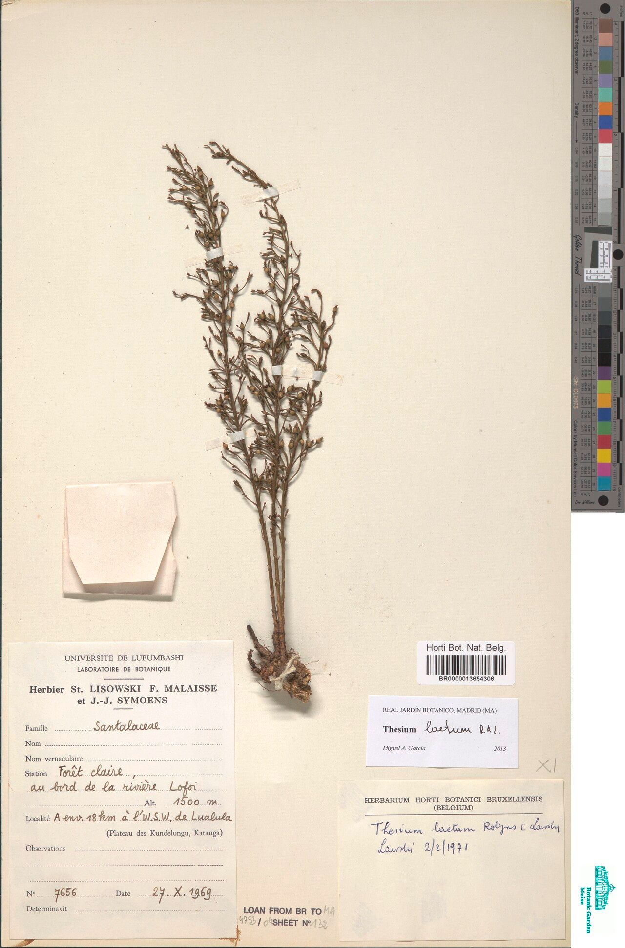 Thesium laetum — houseplant care guide