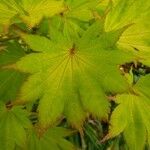 Acer japonicum