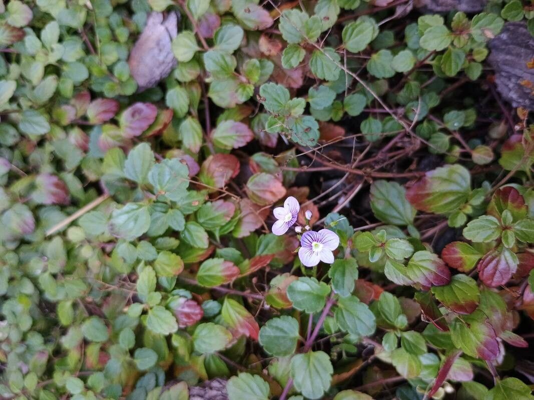 Veronica petraea flower