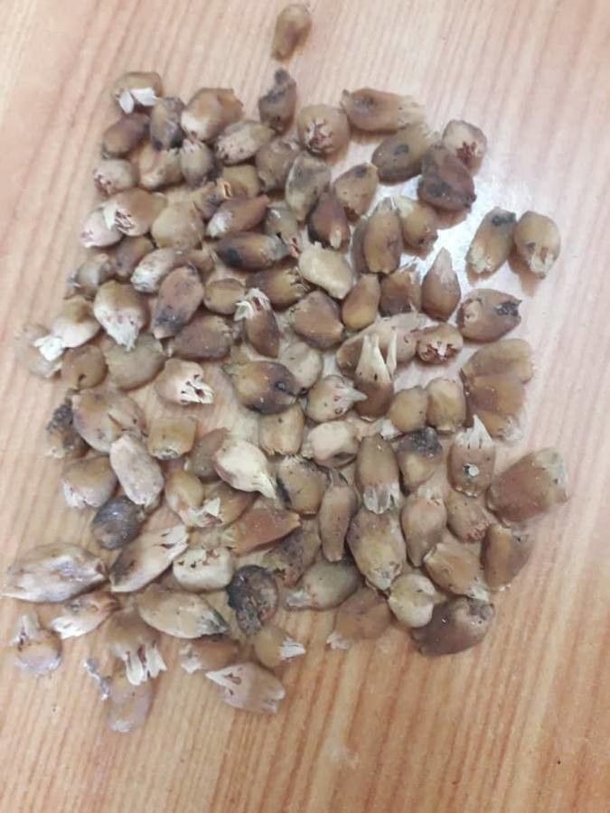 Madhuca laurifolia — related species from the same genus