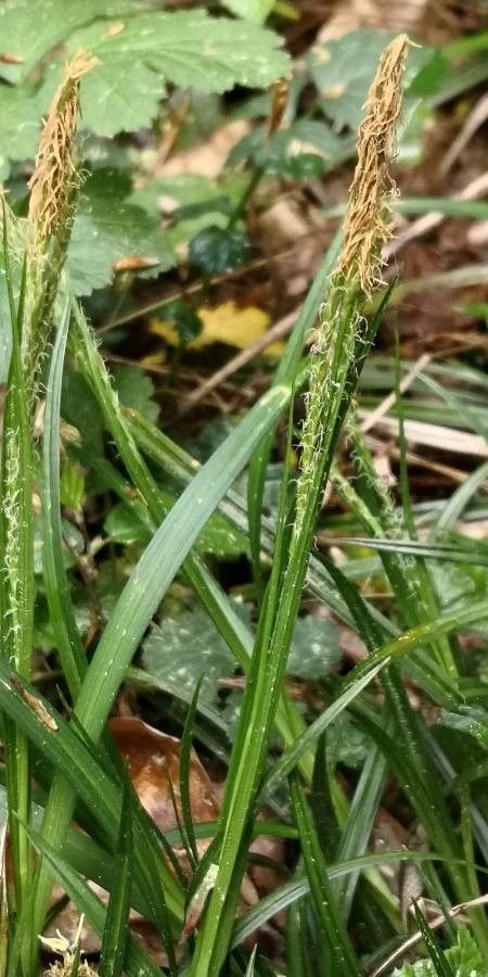 Carex brachystachys flower