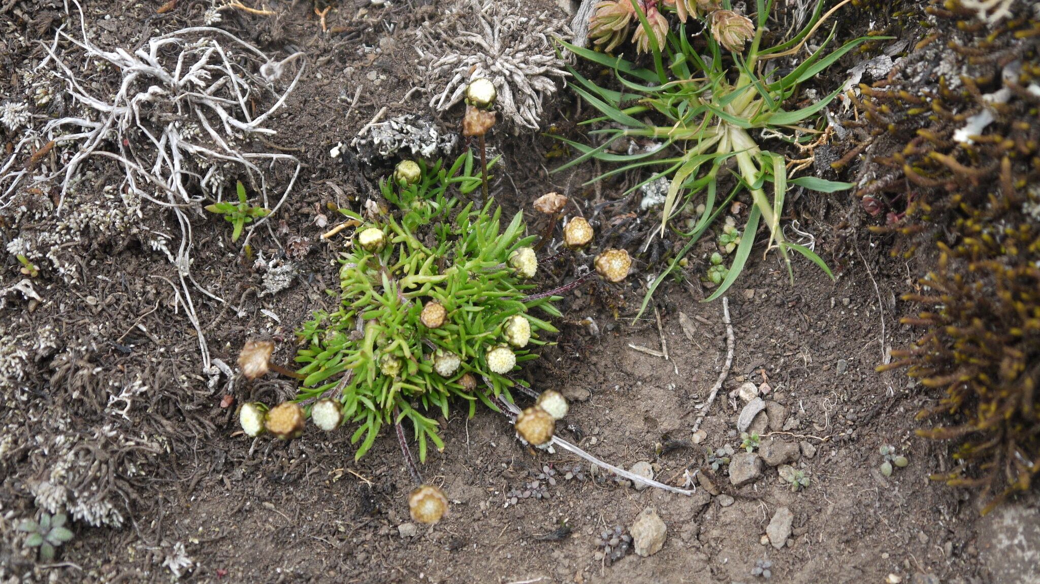 Cotula abyssinica — related species from the same genus