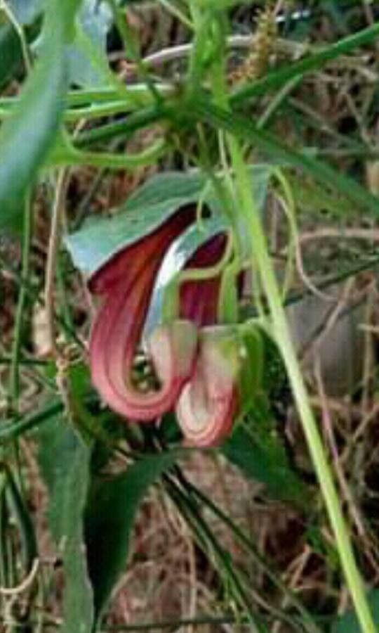 Aristolochia sempervirens fruit