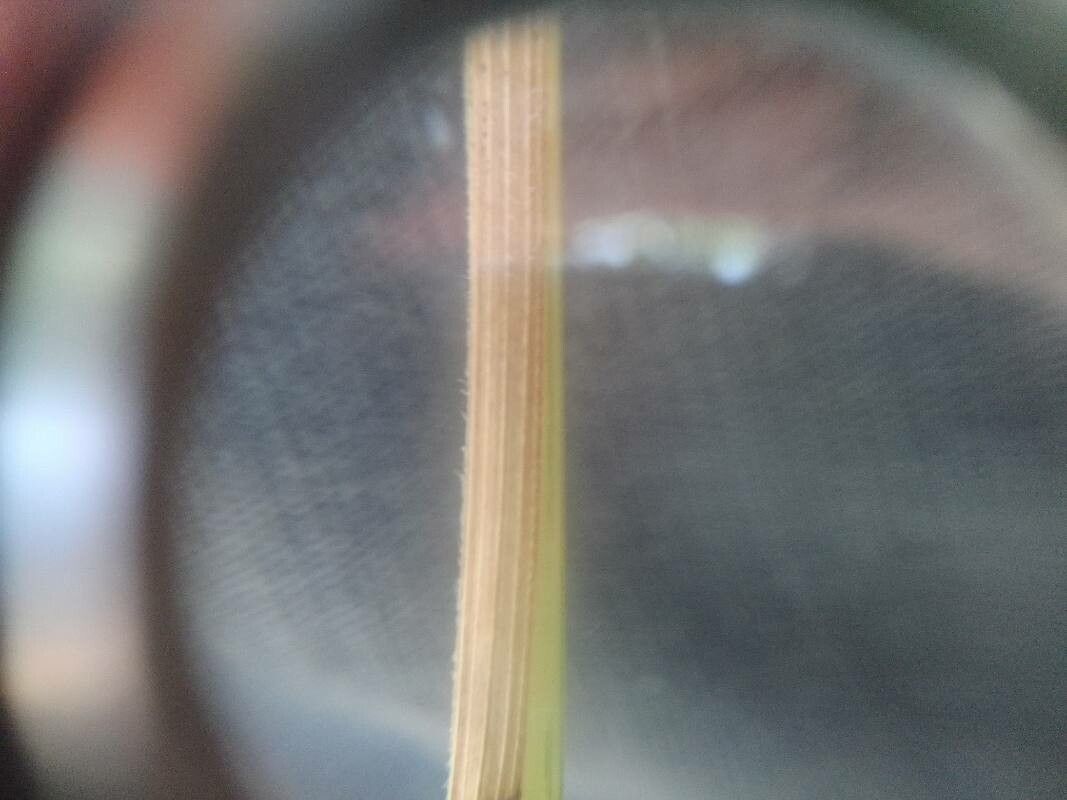 Avenula pubescens leaf