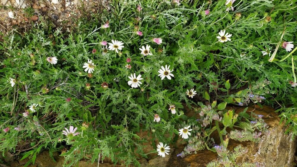 Arctotis venusta habit