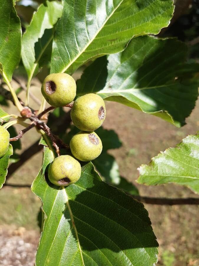 Sorbus megalocarpa fruit