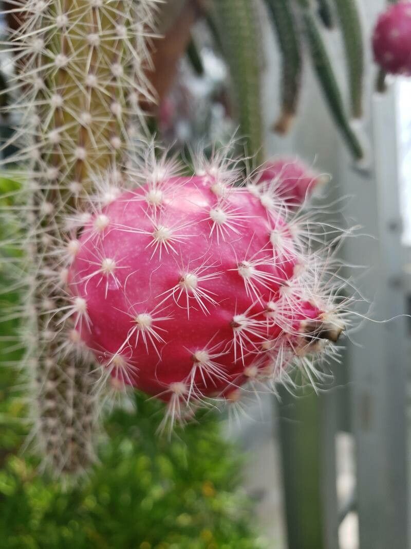 Selenicereus validus fruit