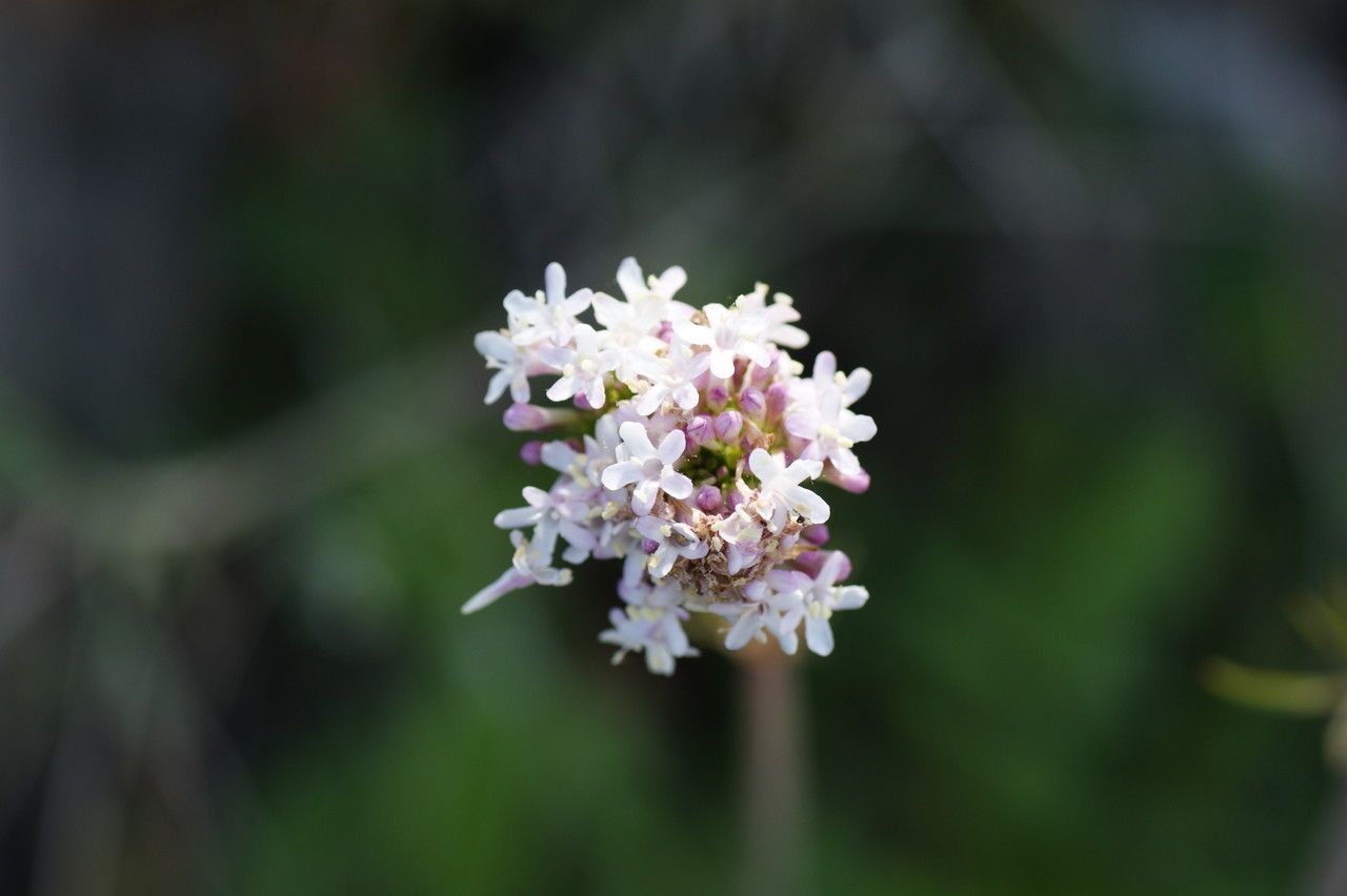 Valeriana italica flower