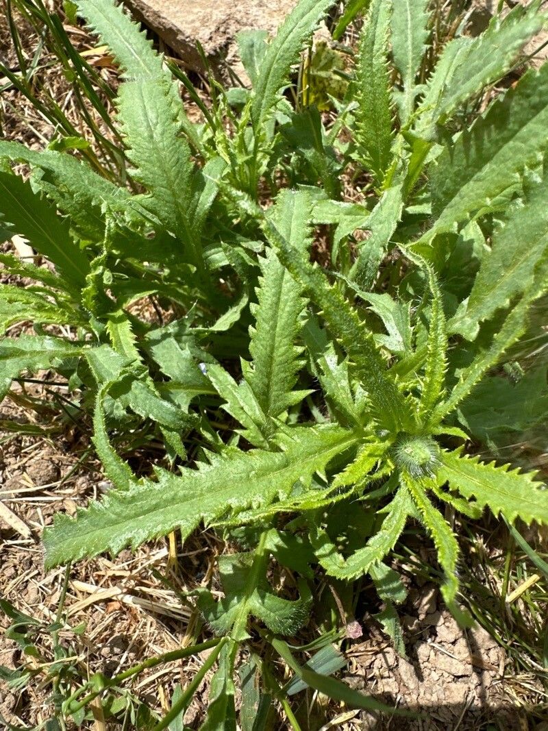 Senecio pinnatifolius — houseplant care guide