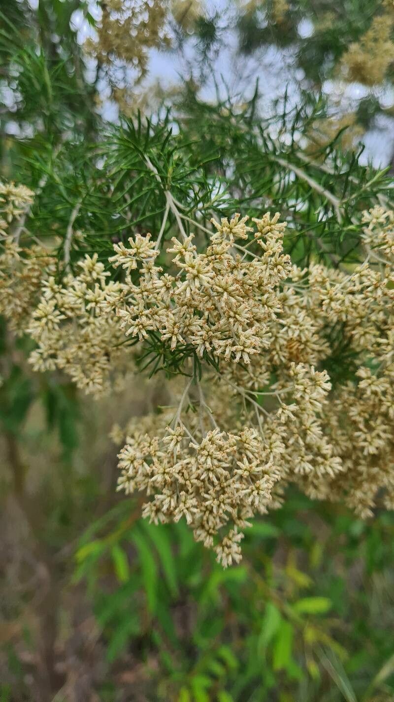 Cassinia laevis flower