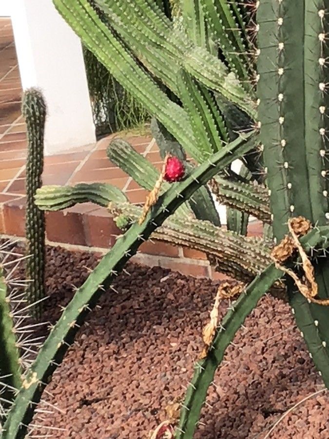 Harrisia tortuosa fruit