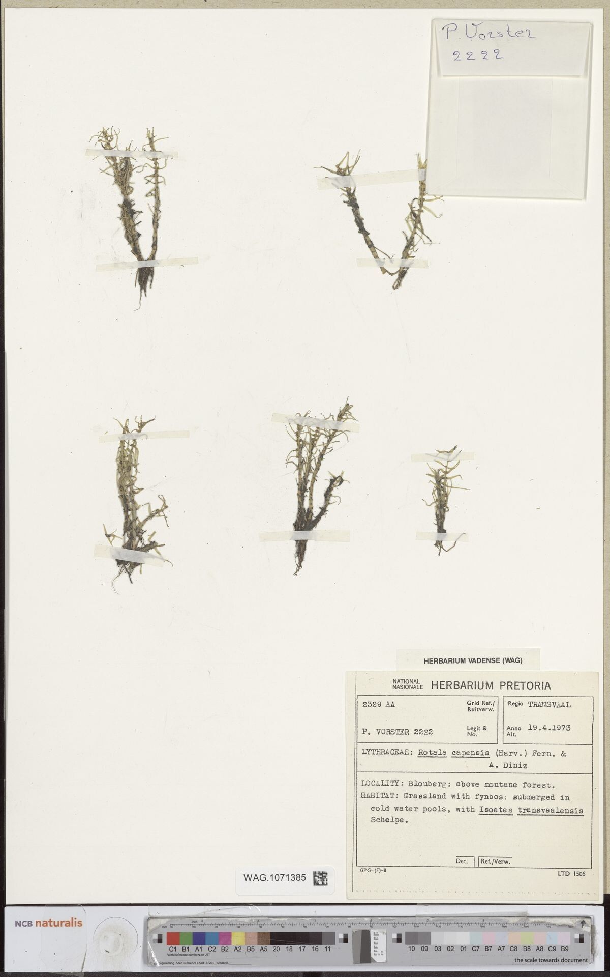 Rotala capensis — related species from the same genus
