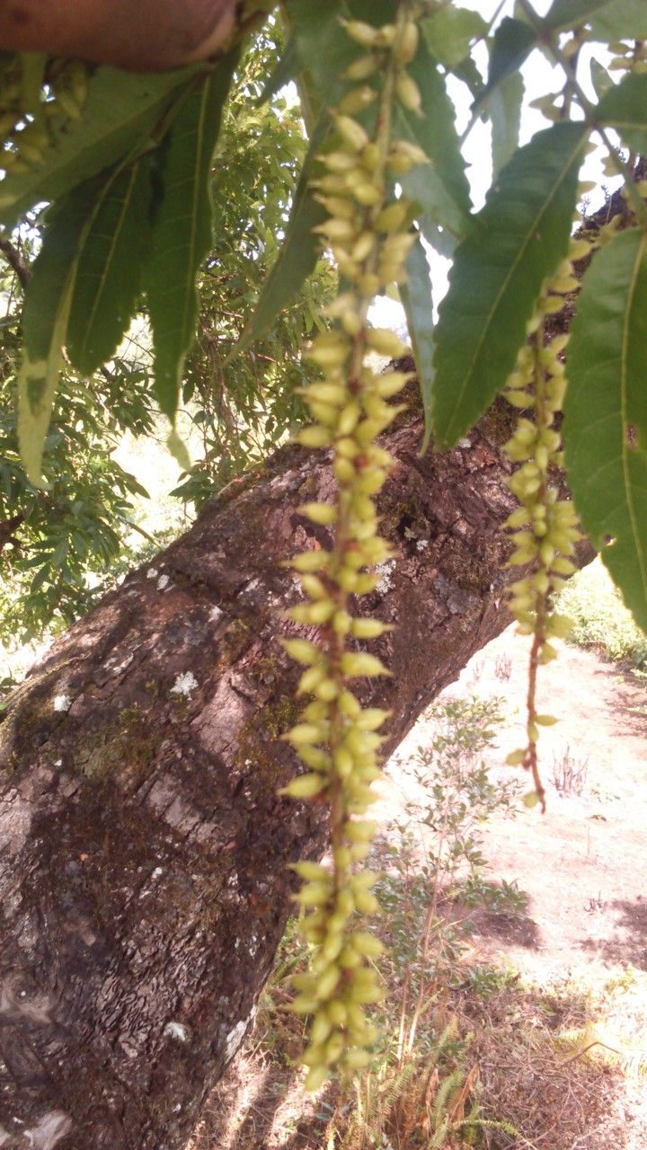 Pterophylla comorensis flower
