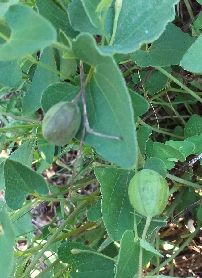 Aristolochia pistolochia fruit