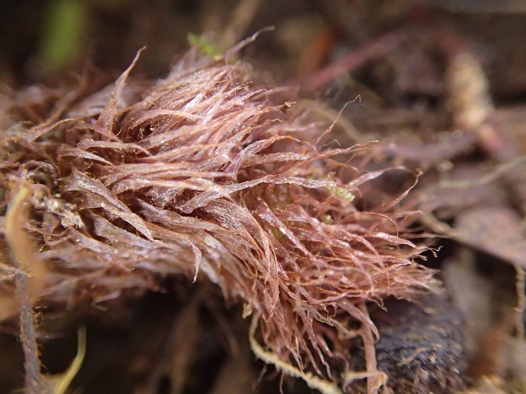 Asplenium biafranum other