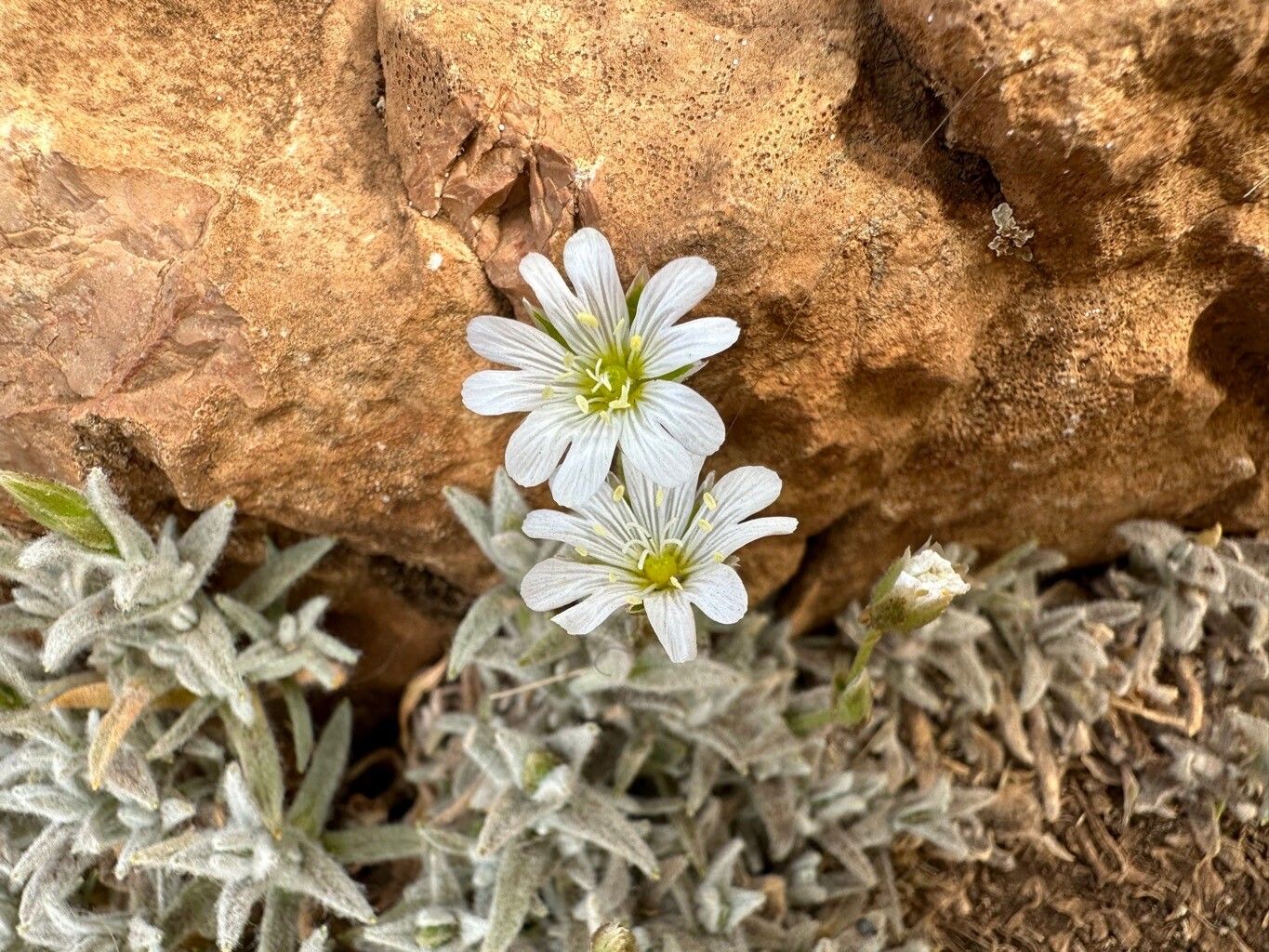 Cerastium gibraltaricum flower
