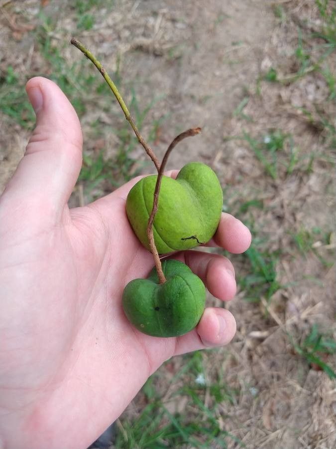 Ungnadia speciosa fruit