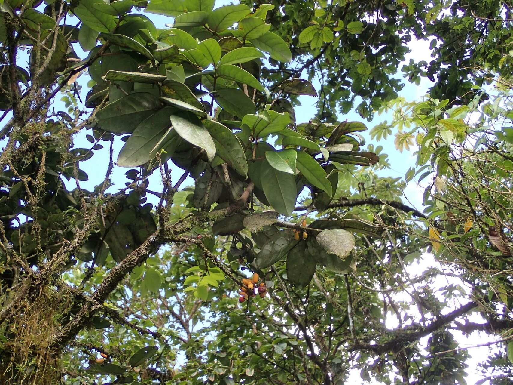 Eugenia duchassaingiana — houseplant care guide