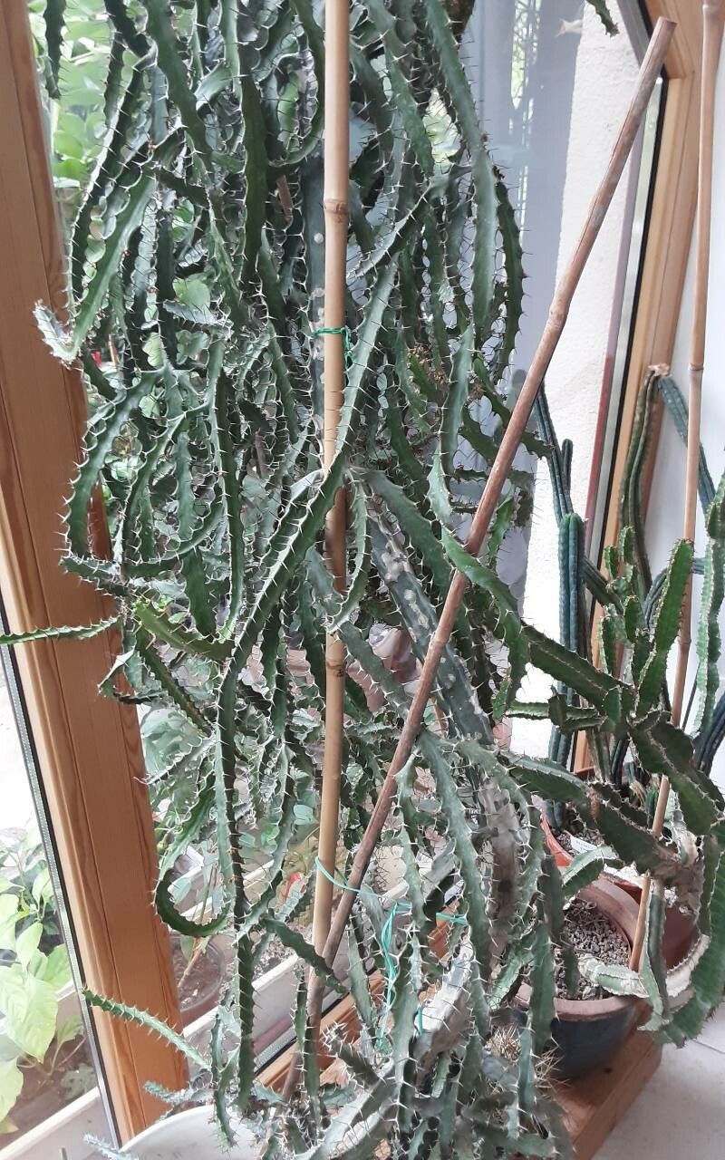 Euphorbia evansii bark