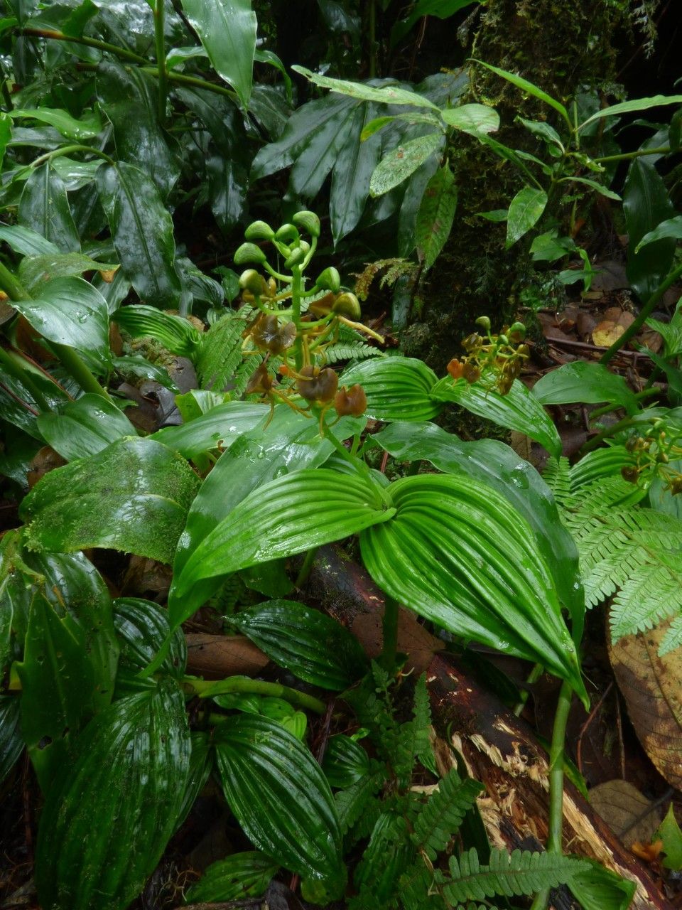 Liparis caulescens habit