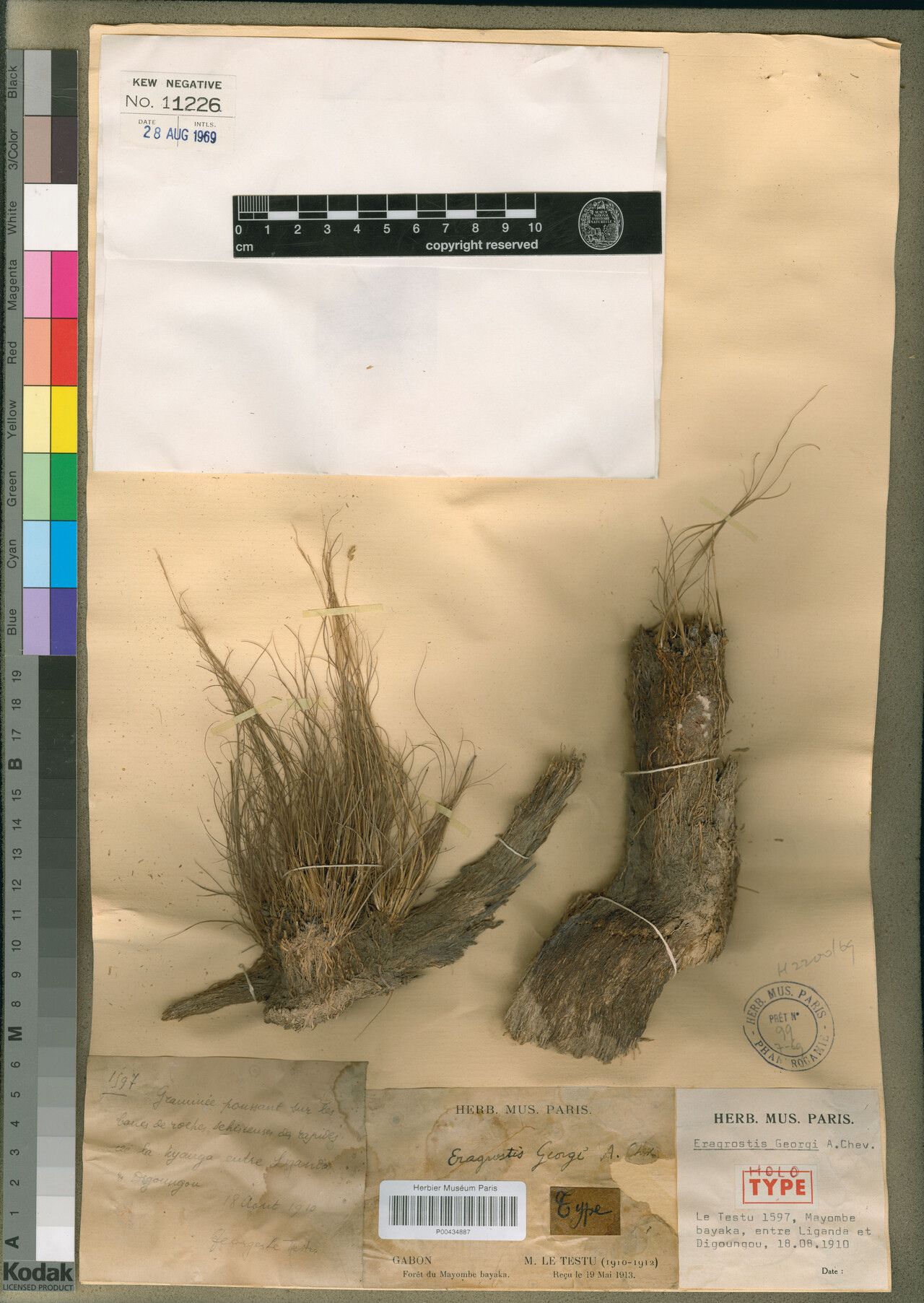 Eragrostis georgii — search result for 'Eragrostis'