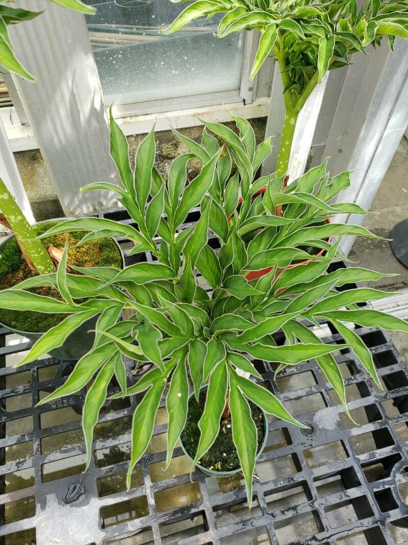 Amorphophallus henryi — search result for 'Amorphophallus'