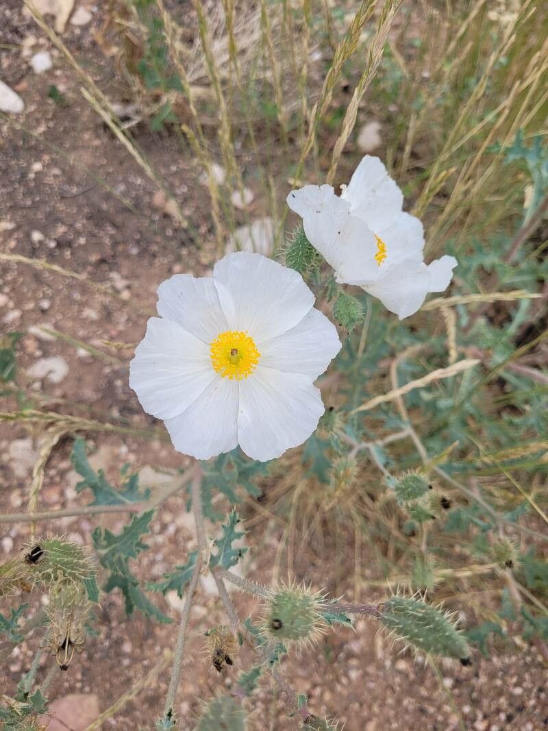 Argemone albiflora flower