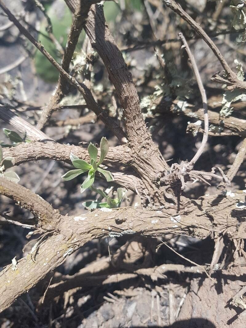 Asteriscus intermedius bark