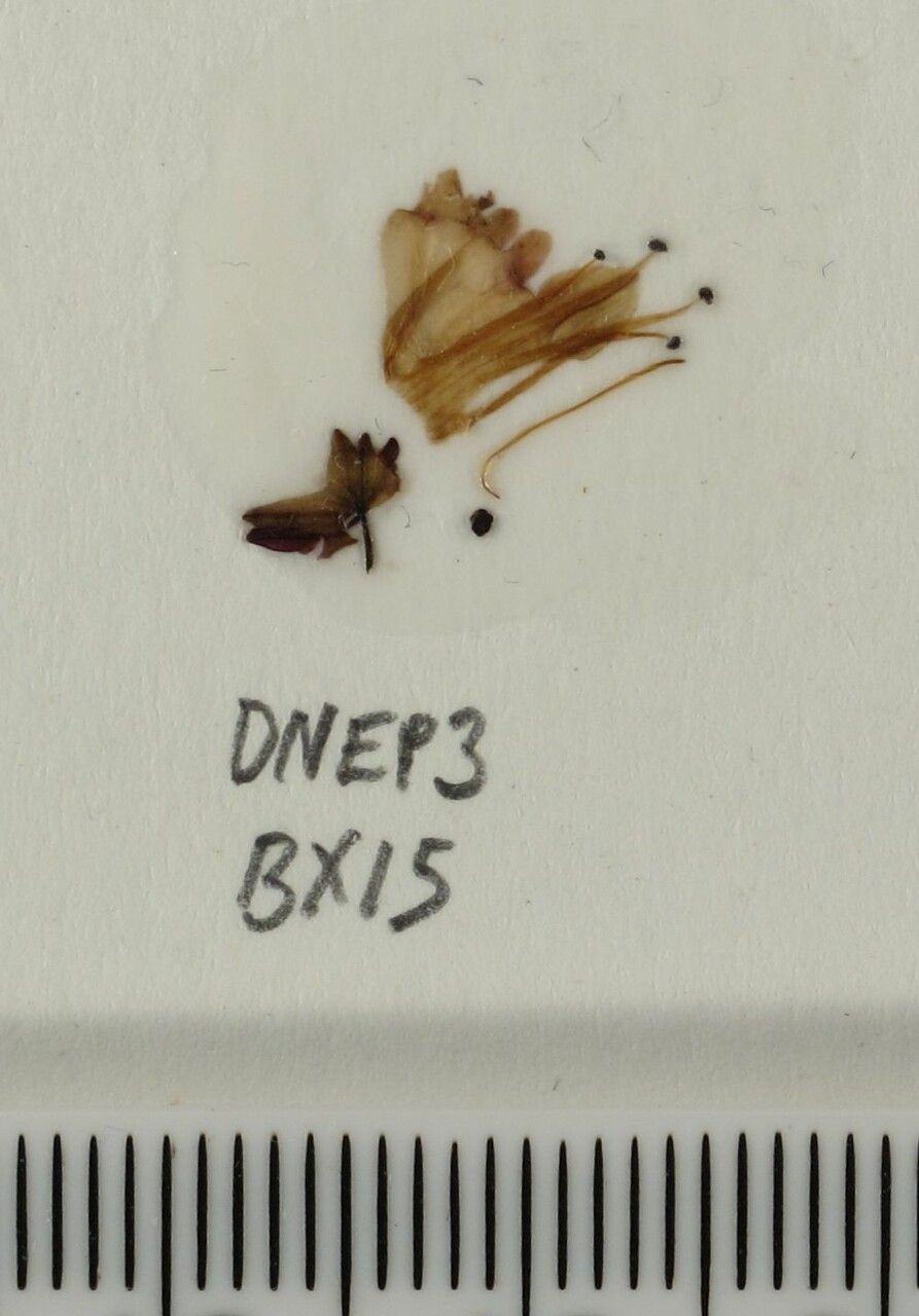 Isodon scrophularioides other