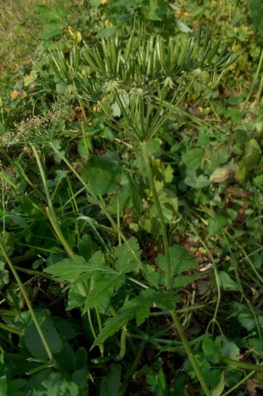 Chaerophyllum elegans flower