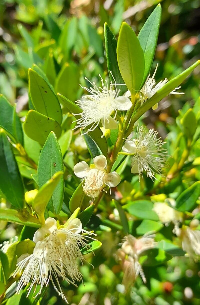 Myrceugenia chrysocarpa flower