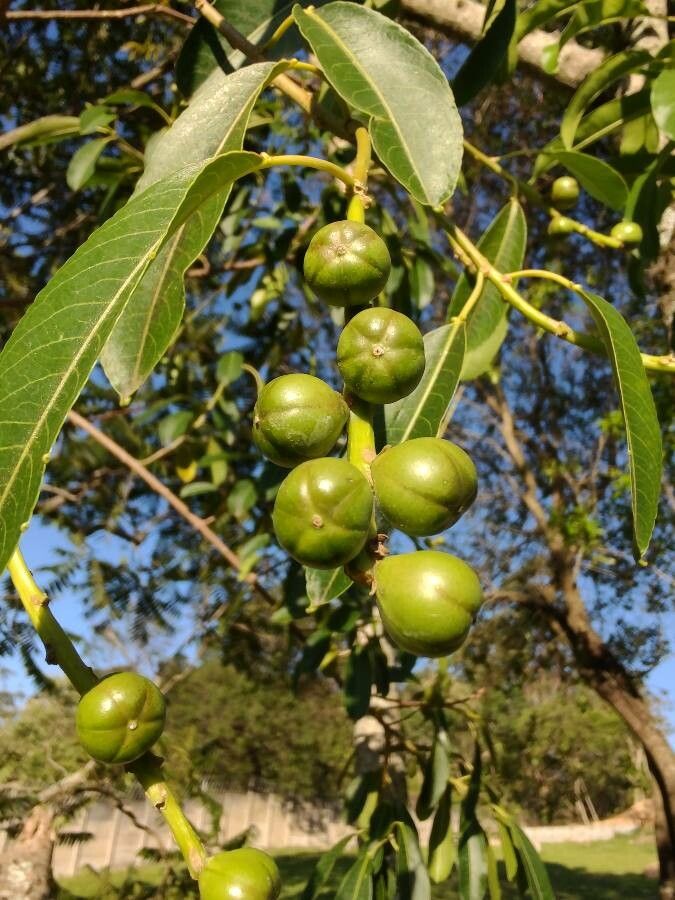 Sapium glandulosum fruit