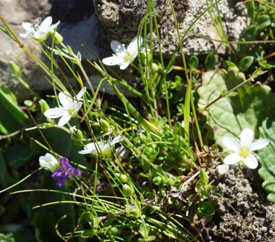 Arenaria controversa flower