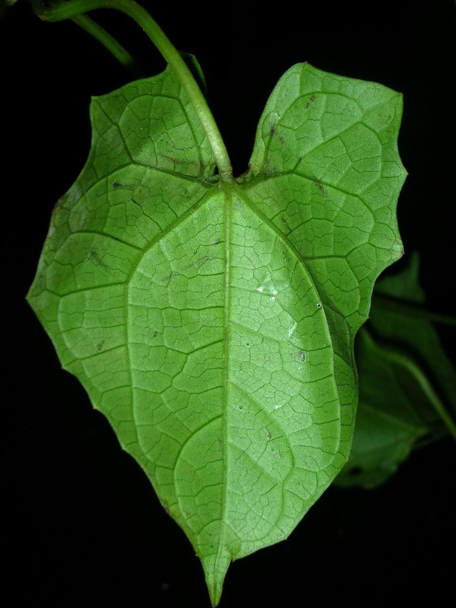 Melothria dulcis leaf