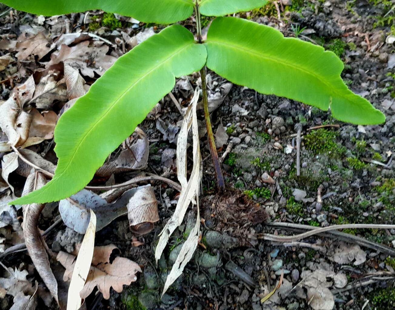 Dryopteris sieboldii bark