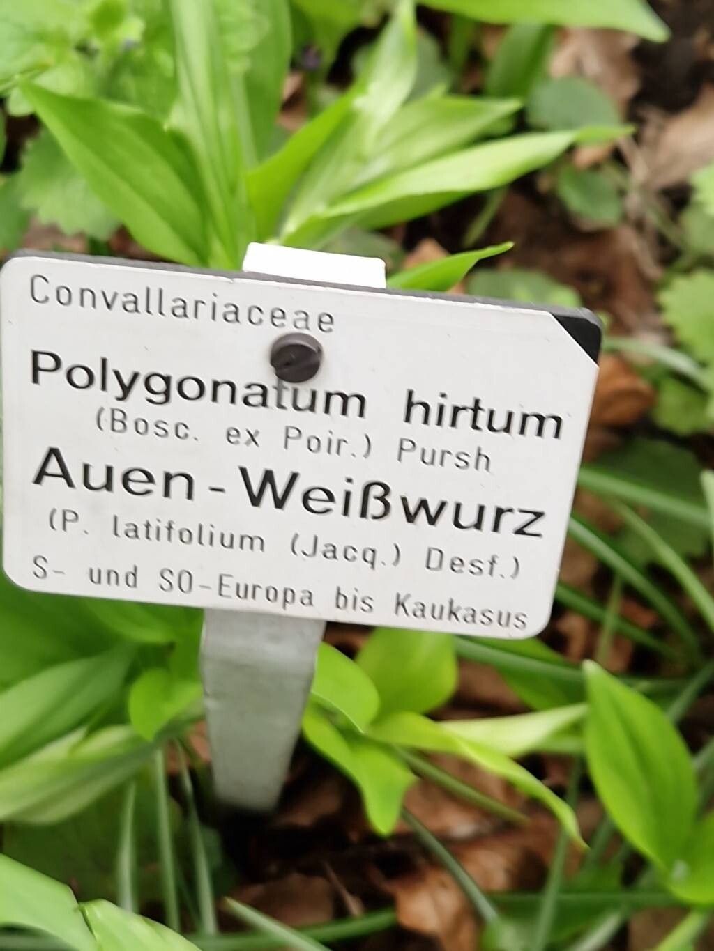 Polygonatum hirtellum other
