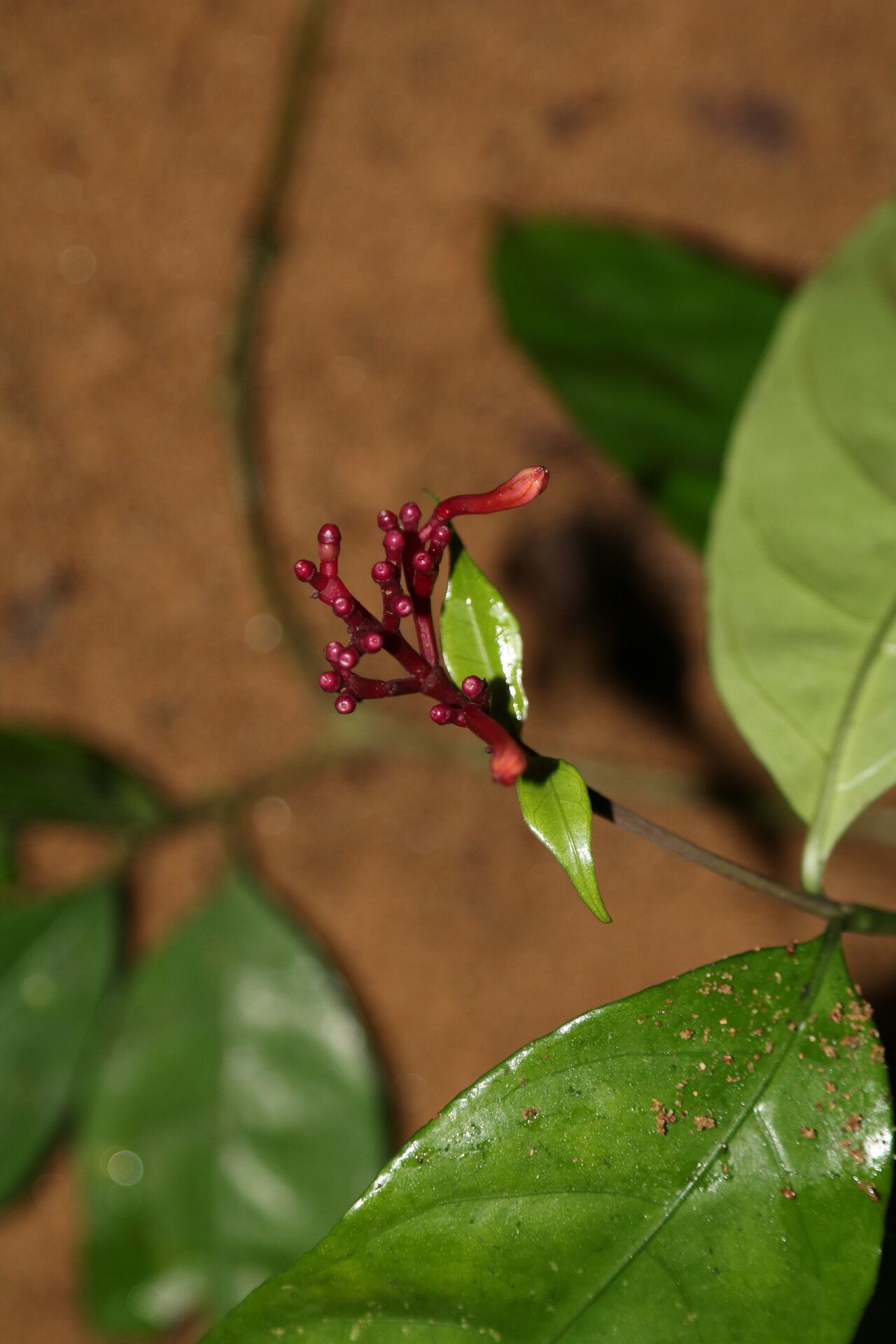 Chassalia subnuda flower