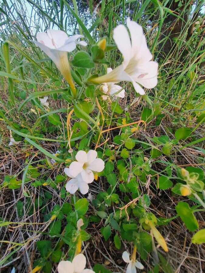 Barleria robertsoniae — houseplant care guide