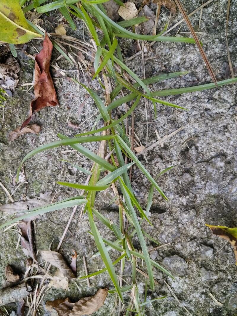 Eremochloa ophiuroides — search result for 'Poaceae'