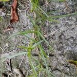 Eremochloa ophiuroides