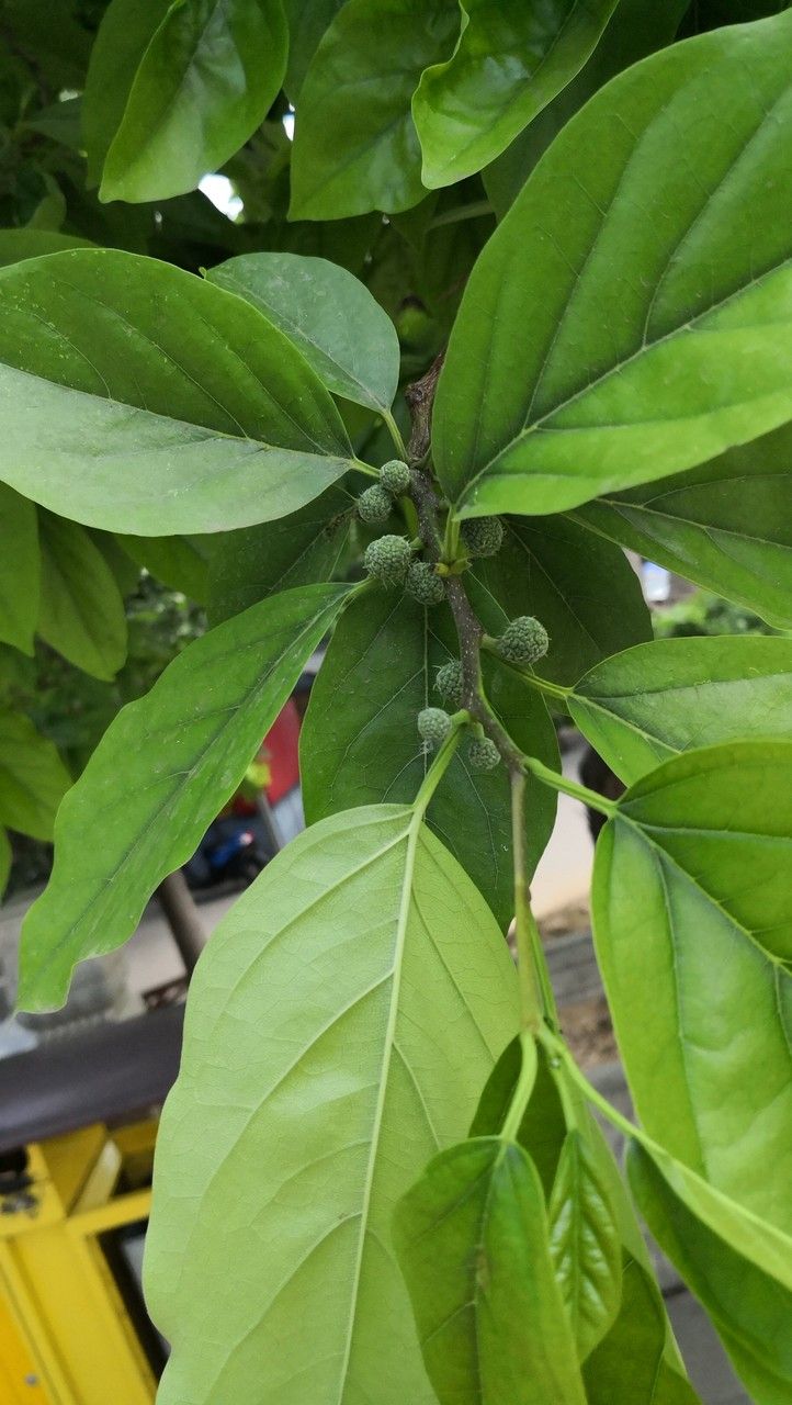 Maclura tricuspidata leaf