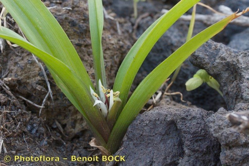 Colchicum hierrense habit