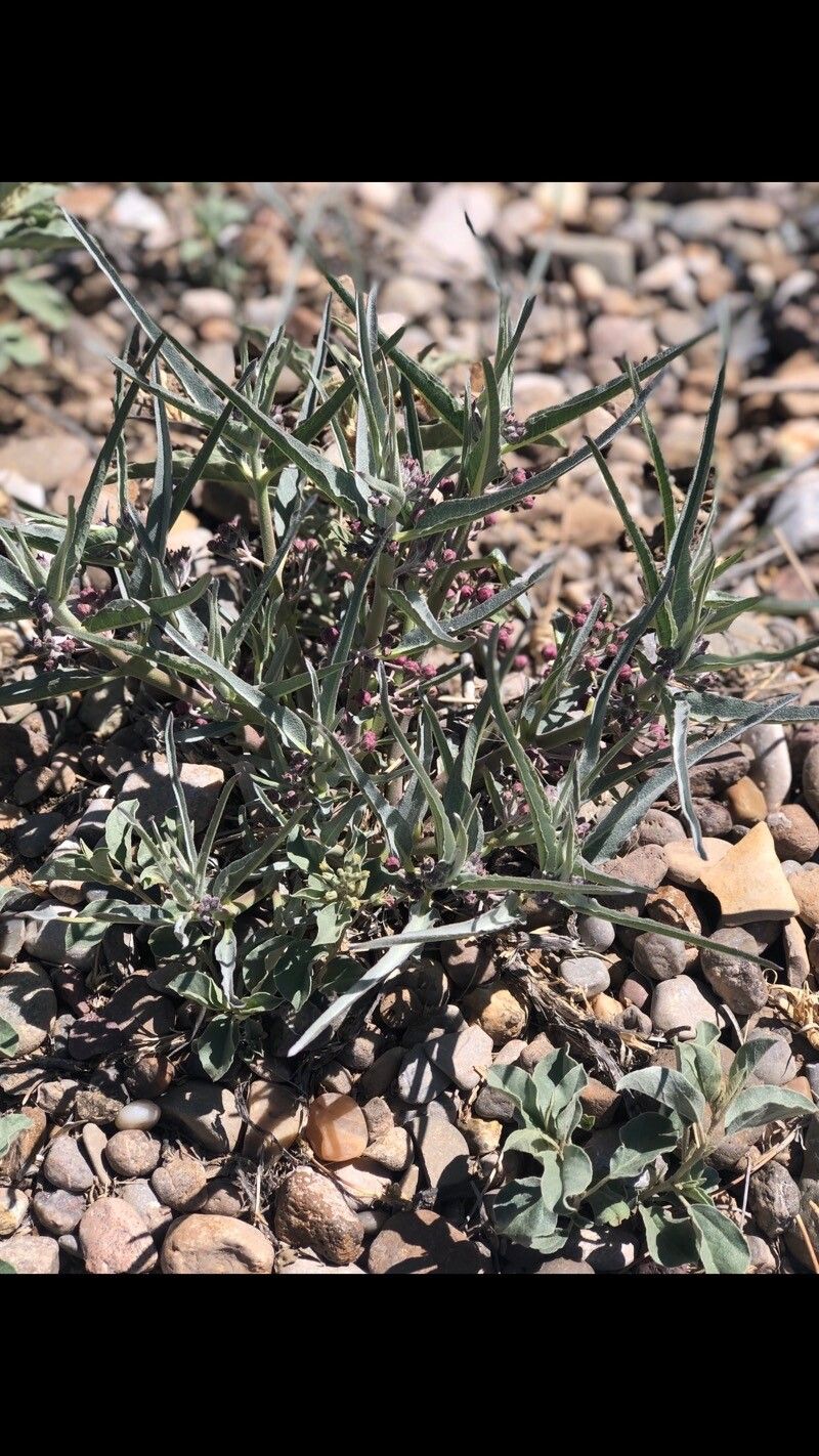 Asclepias brachystephana flower