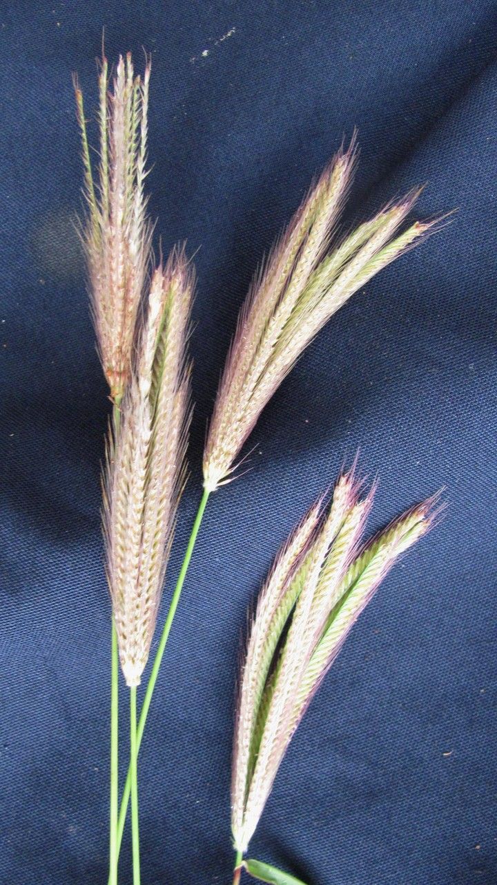 Chloris rufescens fruit