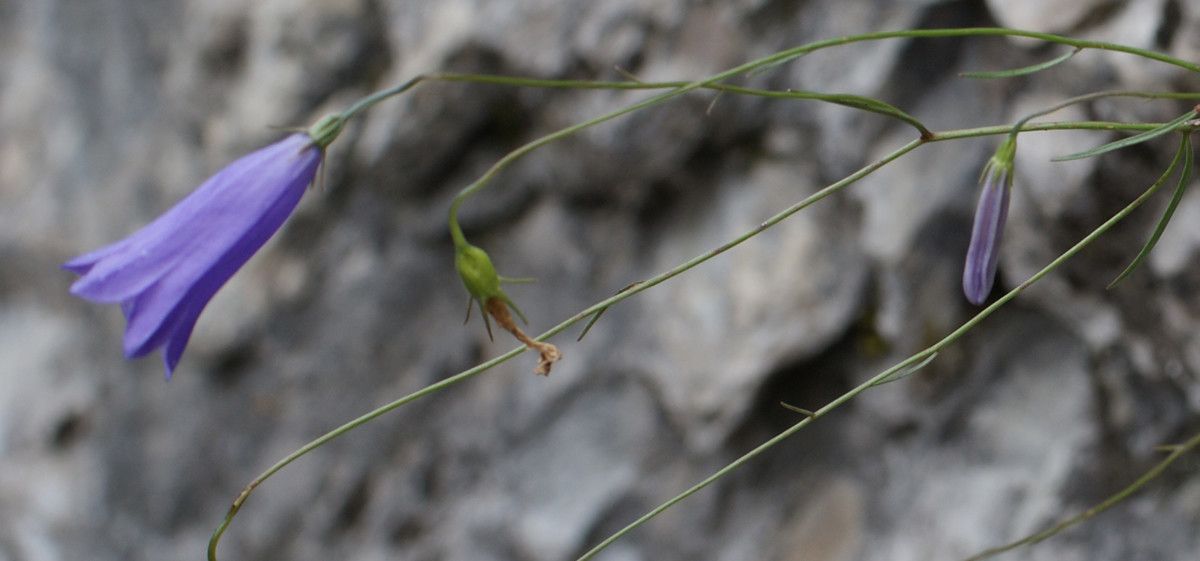Campanula stenocodon fruit