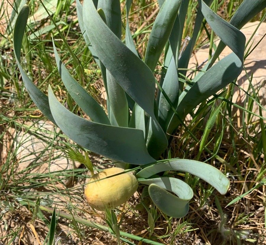 Sternbergia clusiana fruit